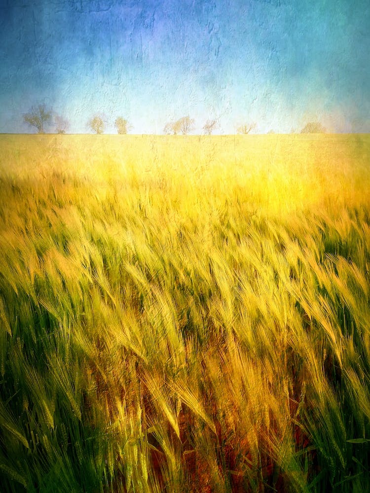 Golden Barley Field