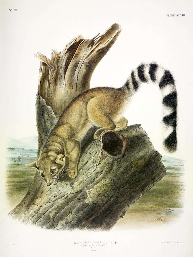 Ring Tailed Bassaris, John James Audubon