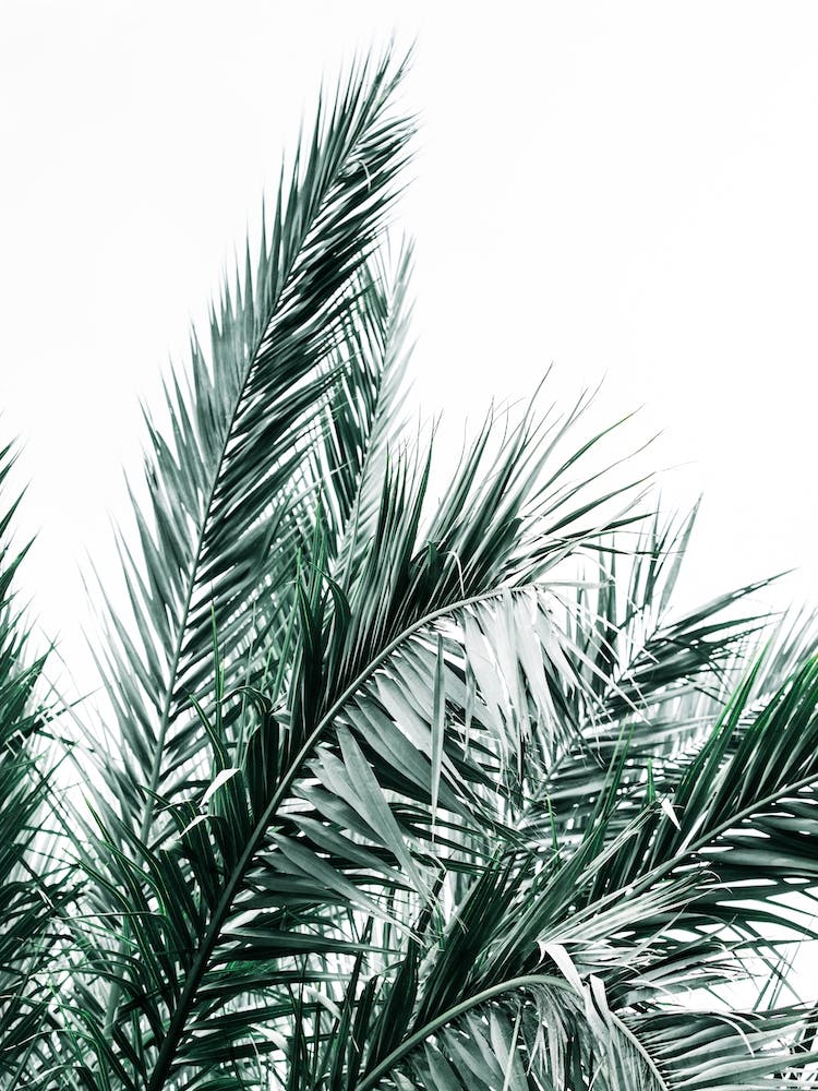 Palme Auf Weißem Hintergrund