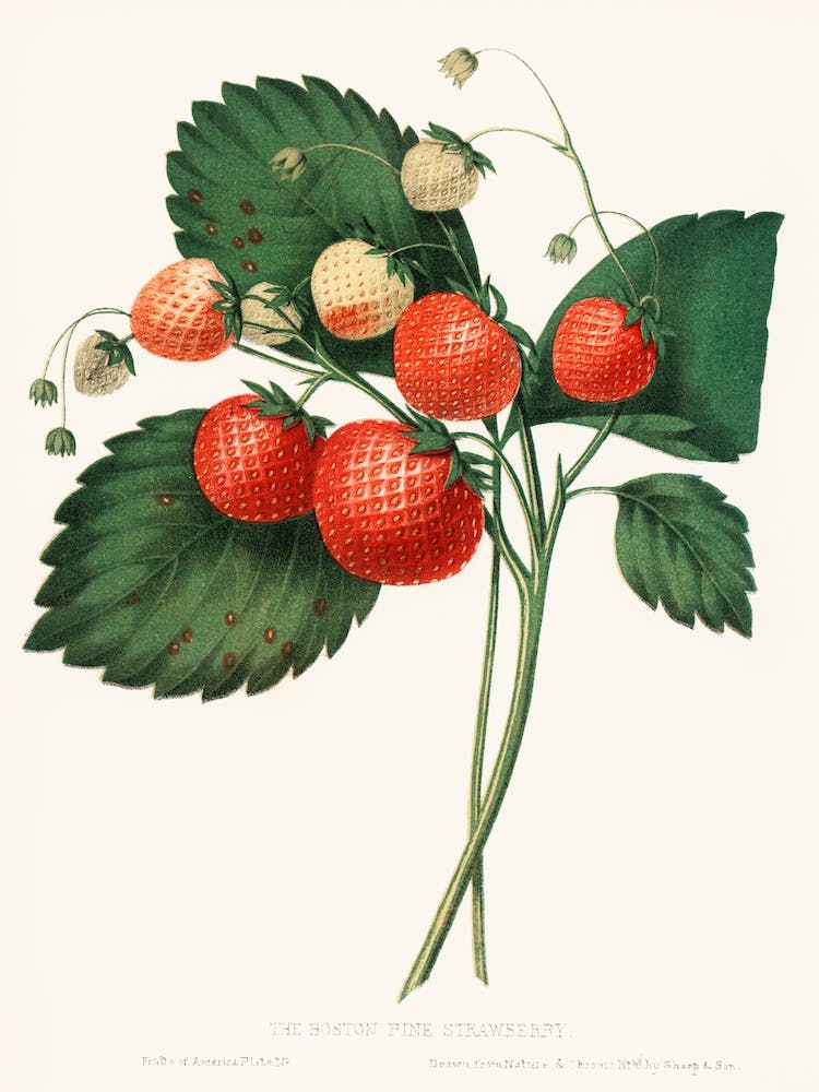 The Boston Pine Strawberry, Charles Hovey