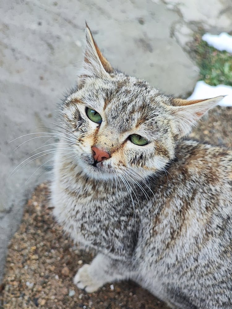 Cat mood