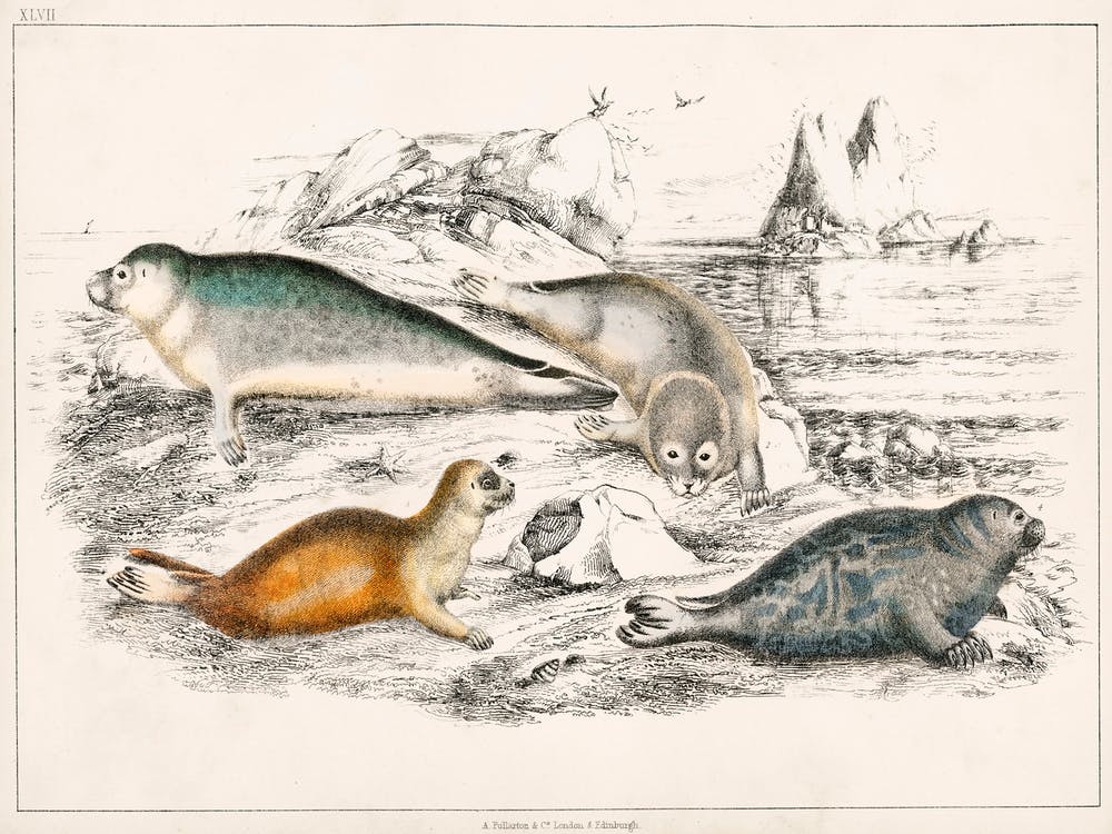 Collection Of Various Seals, Oliver Goldsmith 