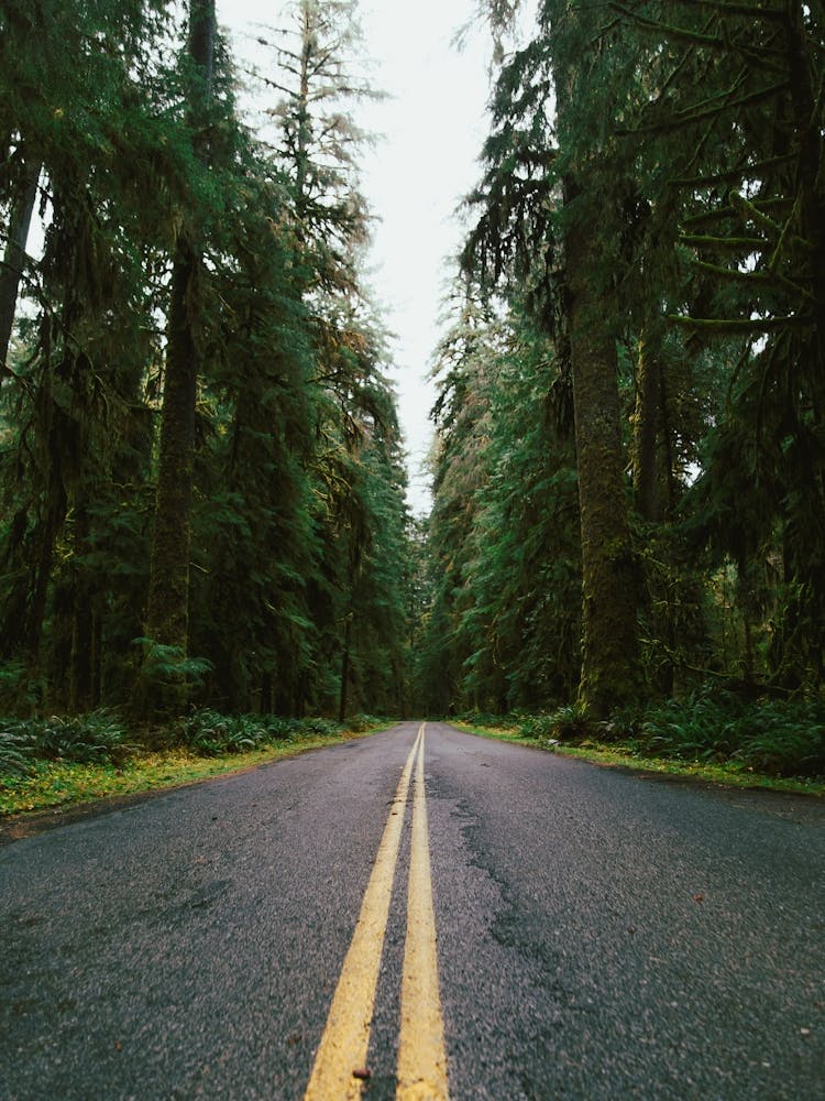 Pacific Northwest Rainforest Drive