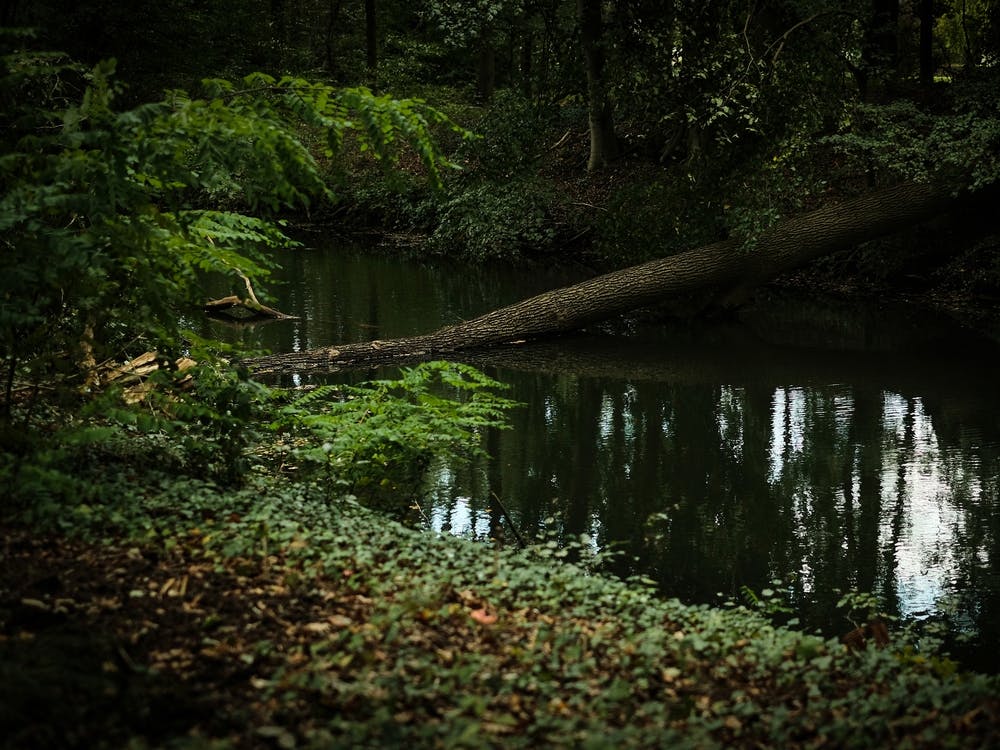 Fallen Tree In Forest Pond // Nature Photography 1