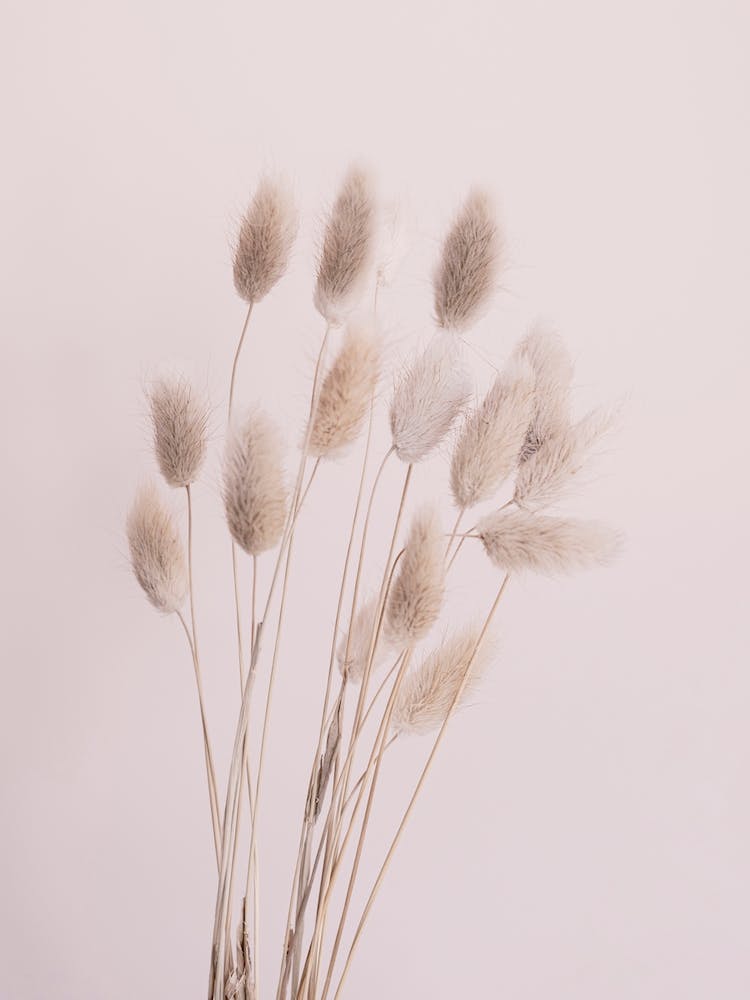 Fuzzies