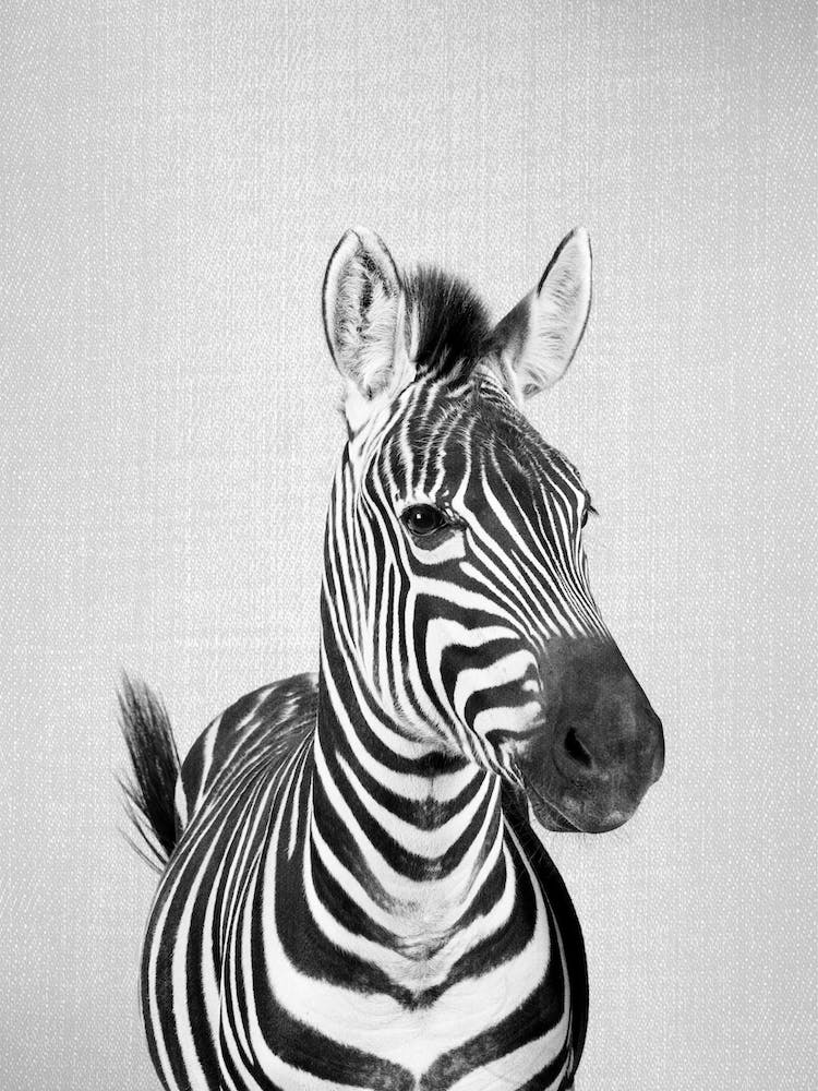 Zebra - Black & White