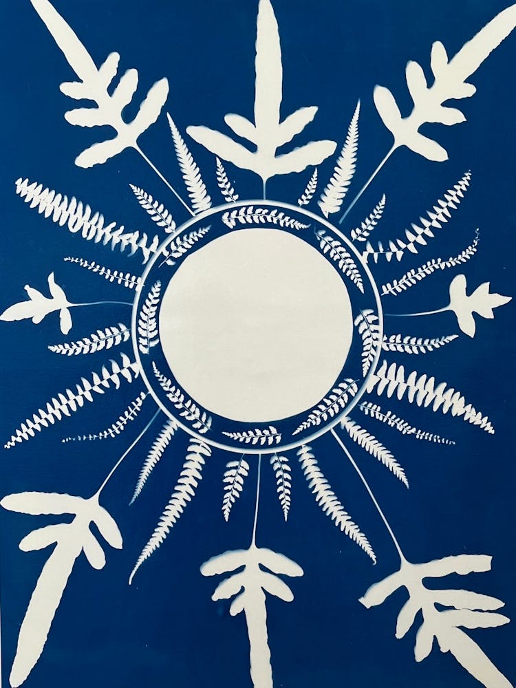 Sun Ferns And Leaves