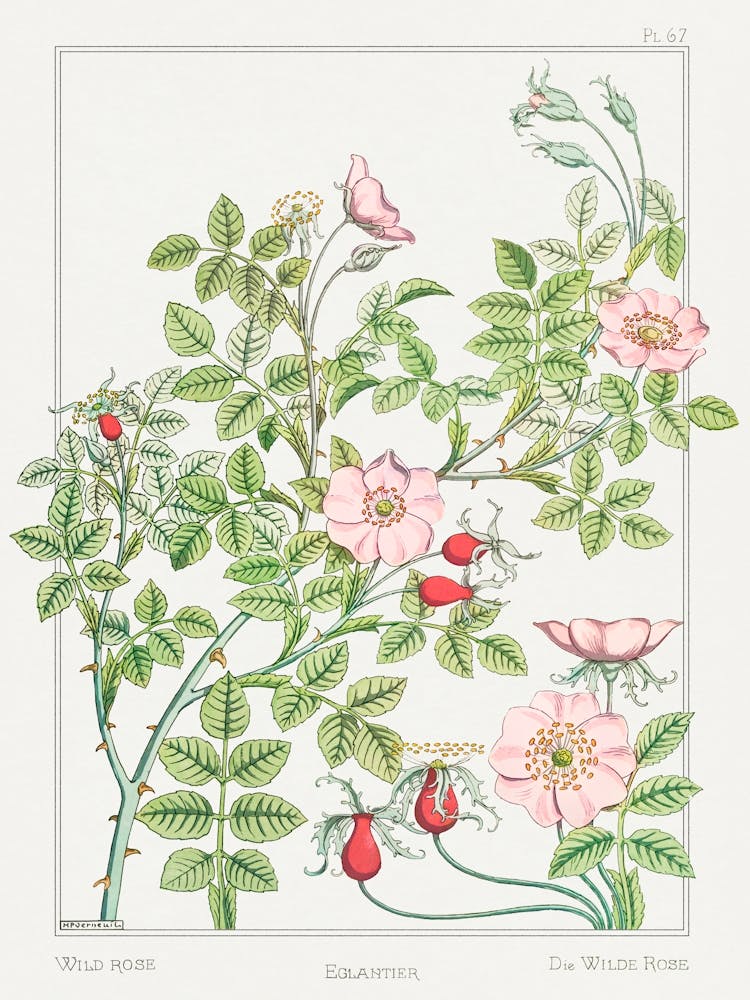 Rosehip From The Plant And Its Ornamental Applications (1896) , Maurice Pillard Verneuil
