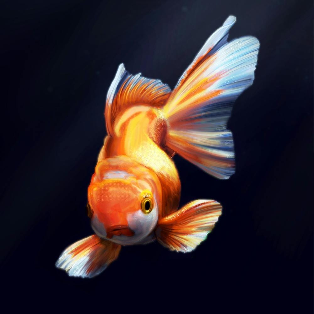 Un poisson rouge. Sous l'eau, un poisson doré vif sur un fond sombre.