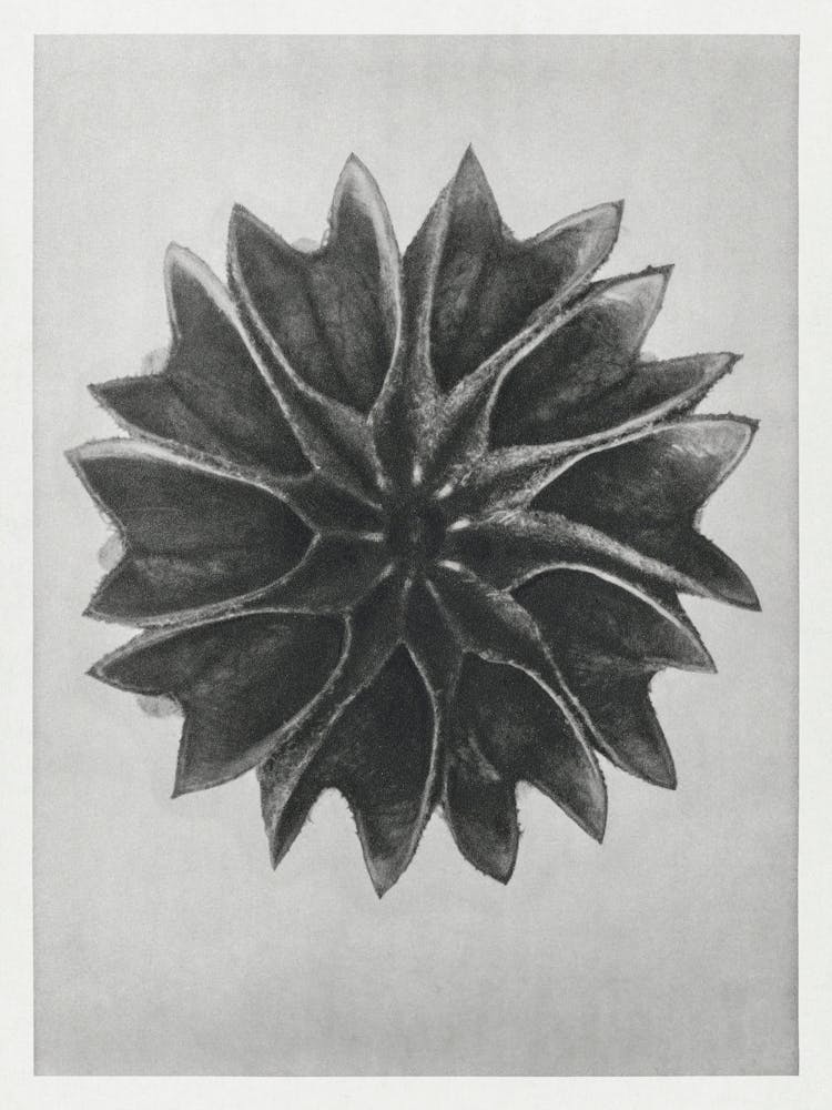 Lindenmalve, Karl Blossfeldt