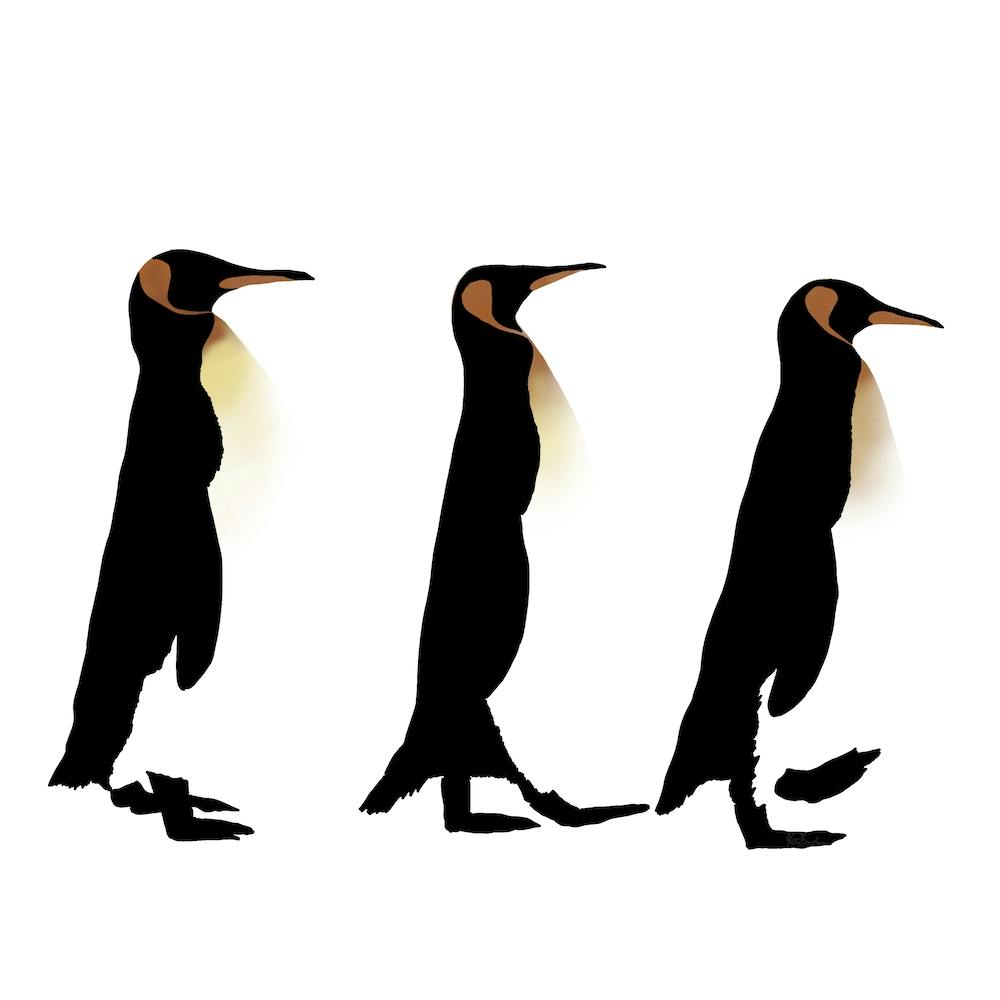 Penguin Trio White Series Square