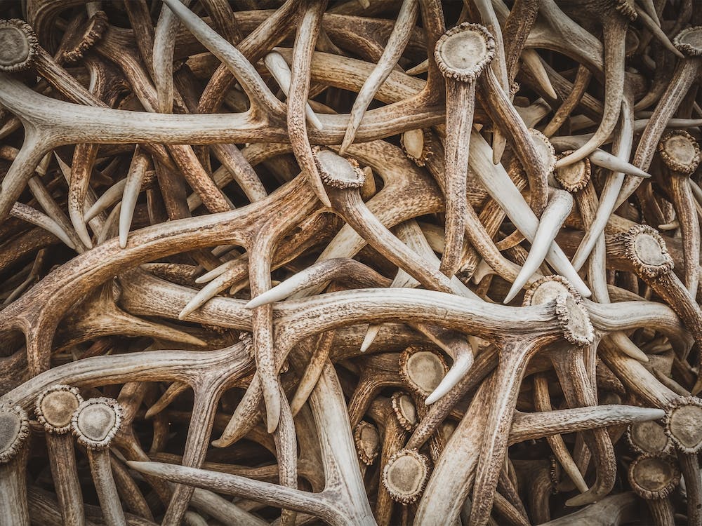 Elk Antler Pile