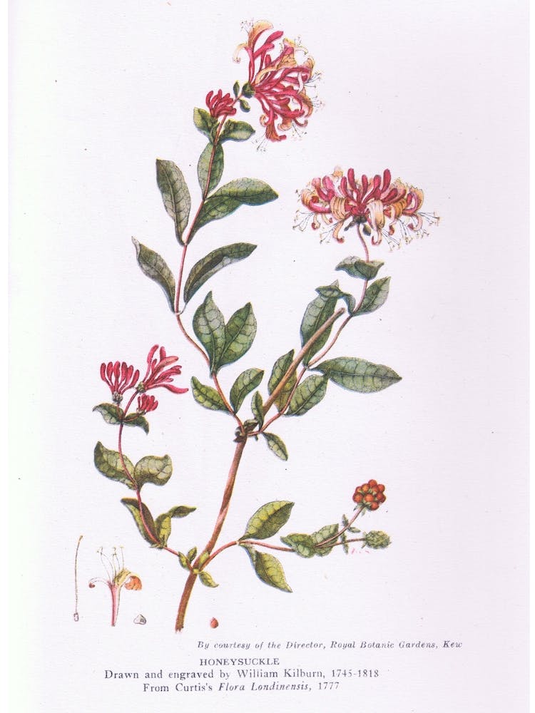 Honeysuckle