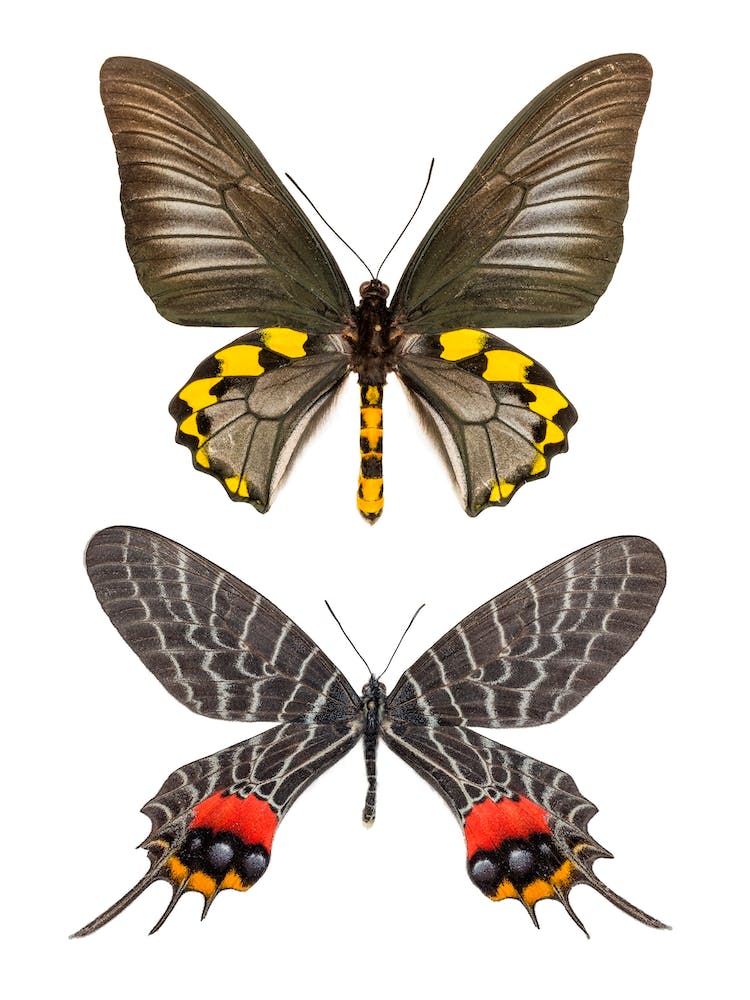 Two Black, Red, And Yellow Butterflies