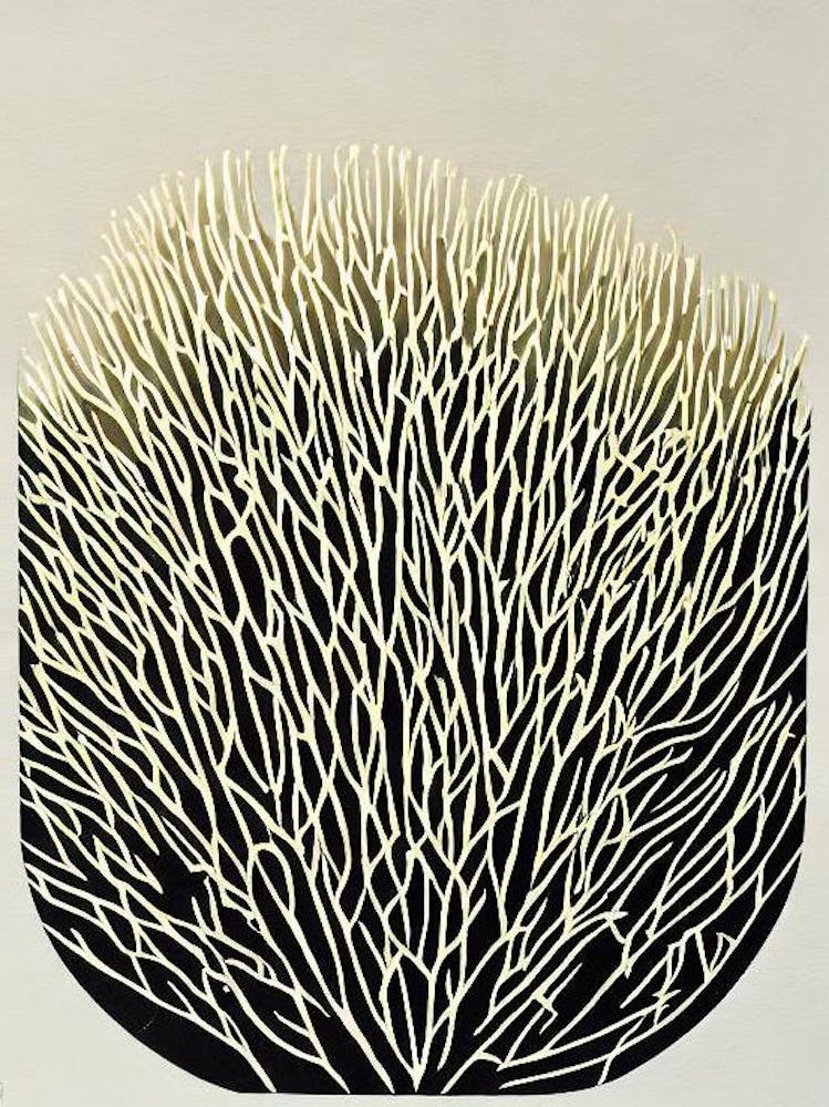 Acropora Intermedia Ii Linocut