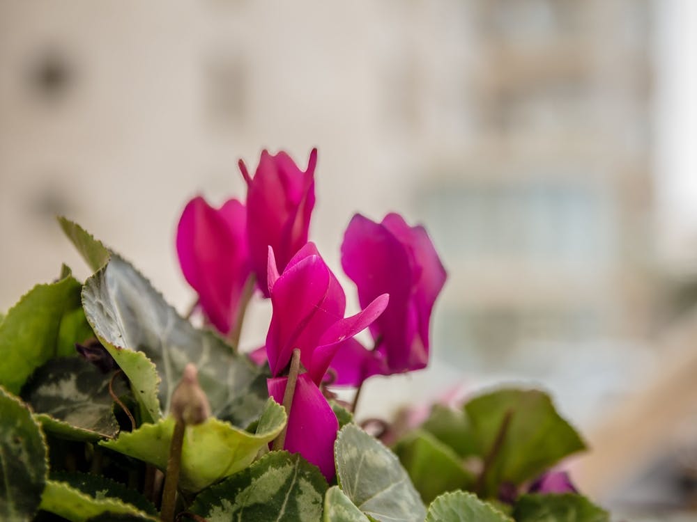 Pink Cyclamen Flowers