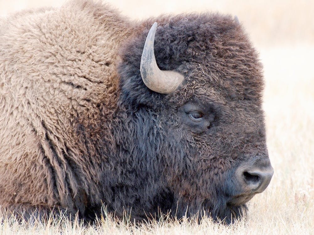 Wyoming Bison