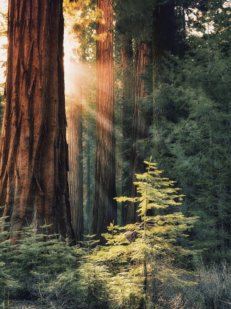 Redwood Forest Scenery