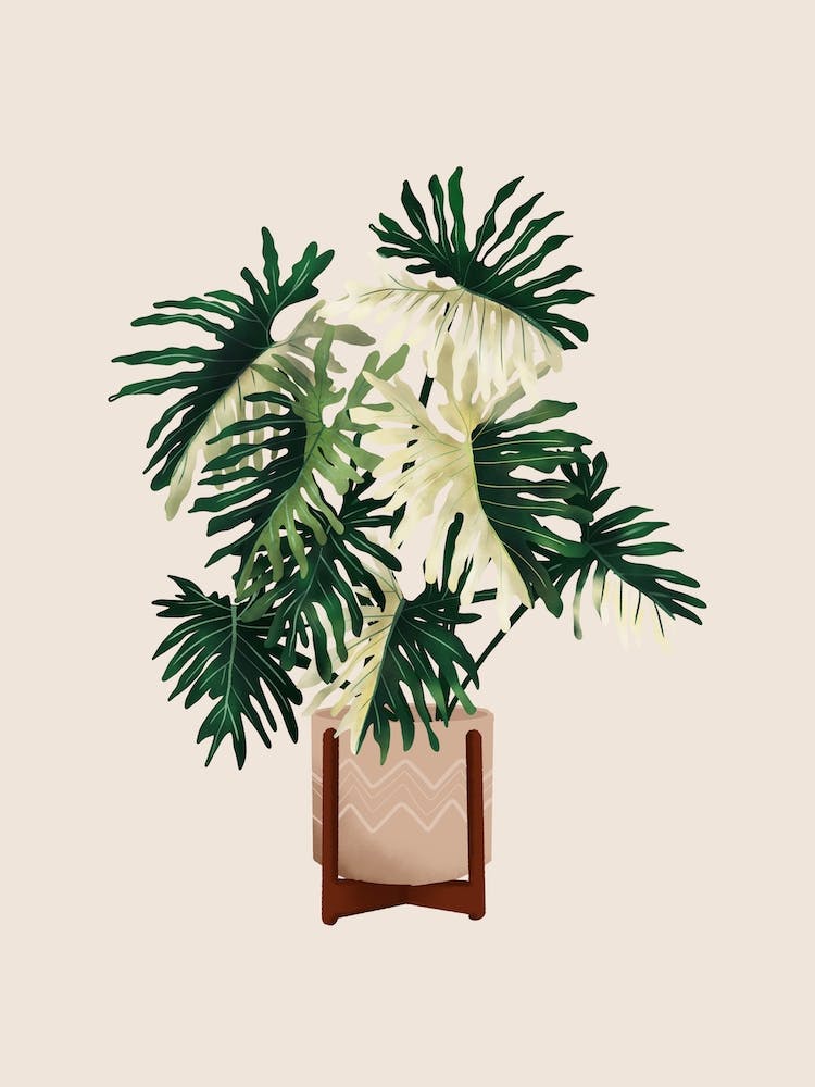 Philodendron Selloum Variegated