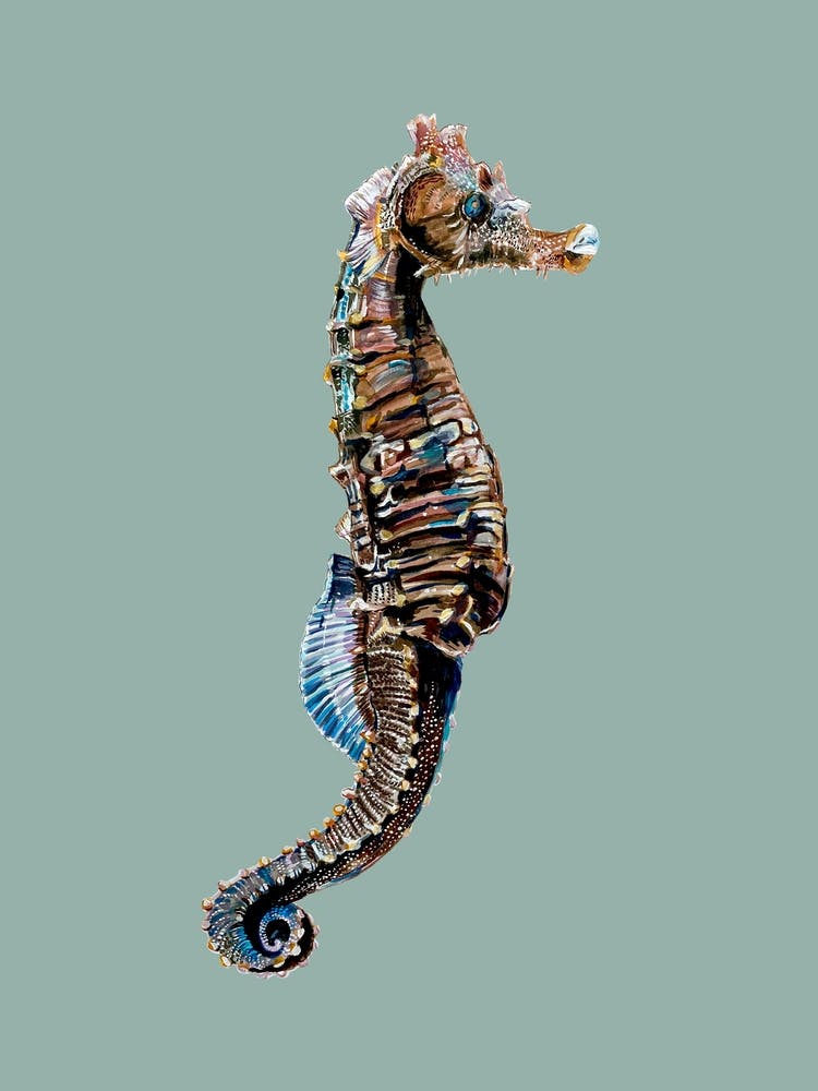 Seahorse On Aqua