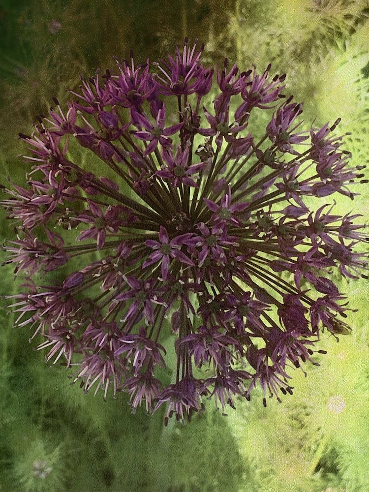 Photograph - Purple Allium 