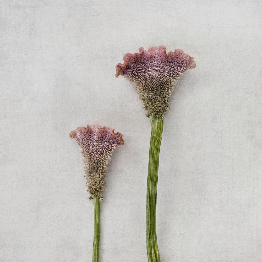 Pink Cockscomb Flowers Square