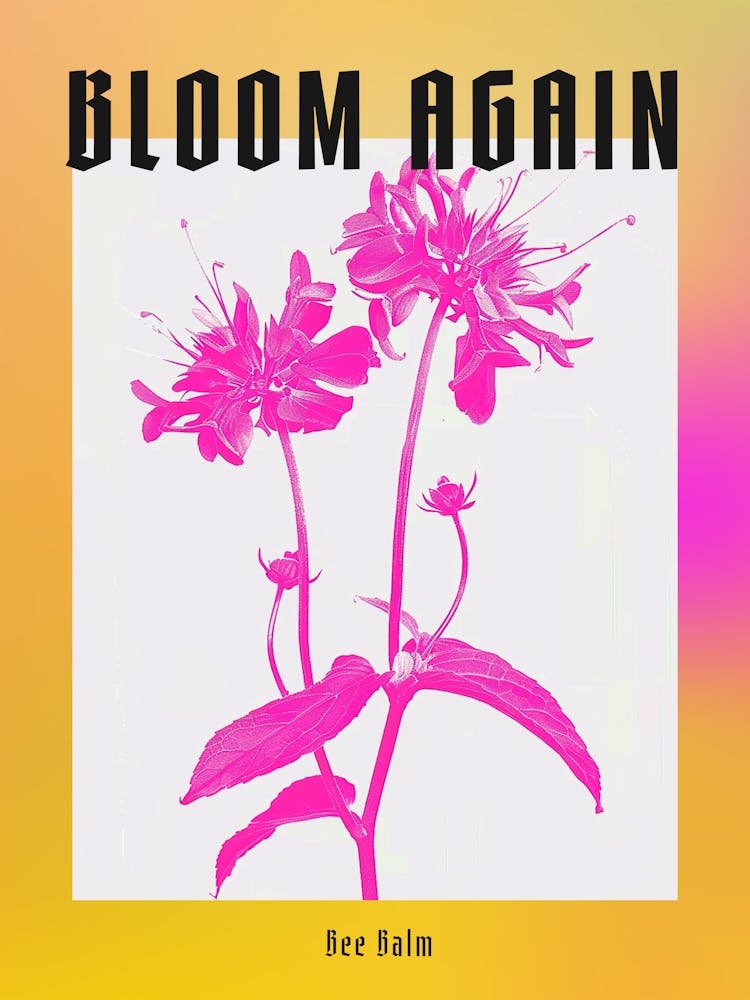 Leuchtroter Bienenbalsam 1 Poster
