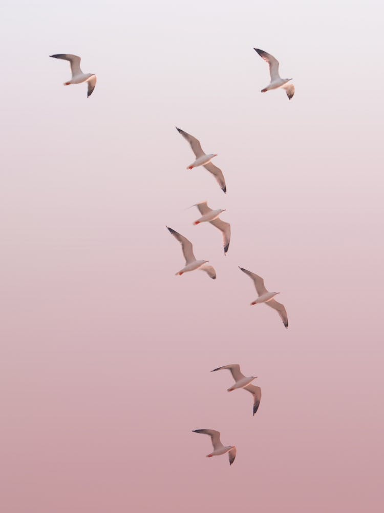 Flock Of Seagulls In Flight at Sunset