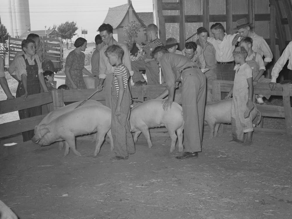 Displaying Pigs, 4 H Fair, Sublette, Kansas By Russell Lee