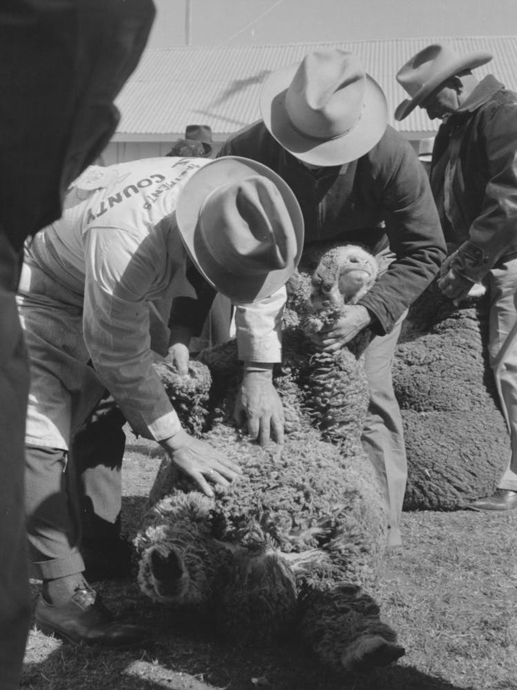 Judging Sheep At The San Angelo Fat Stock Show, San Angelo, Texas By Russell Lee