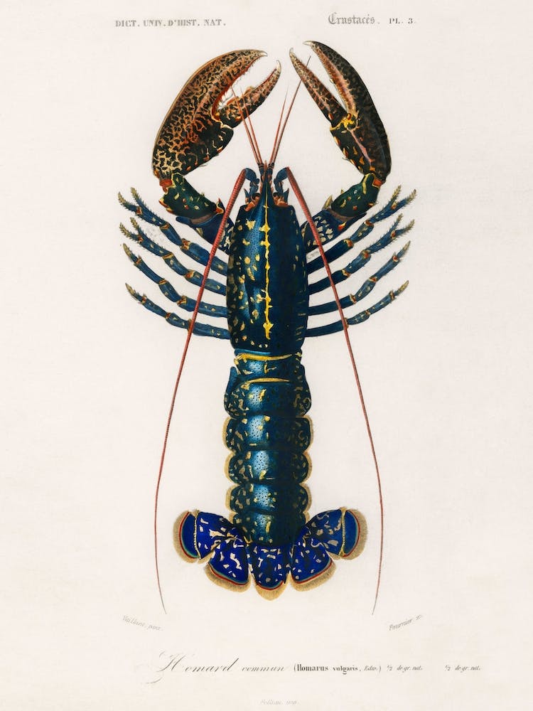 Crimson Crawfish