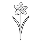 Daffodil March Birth Month Flower