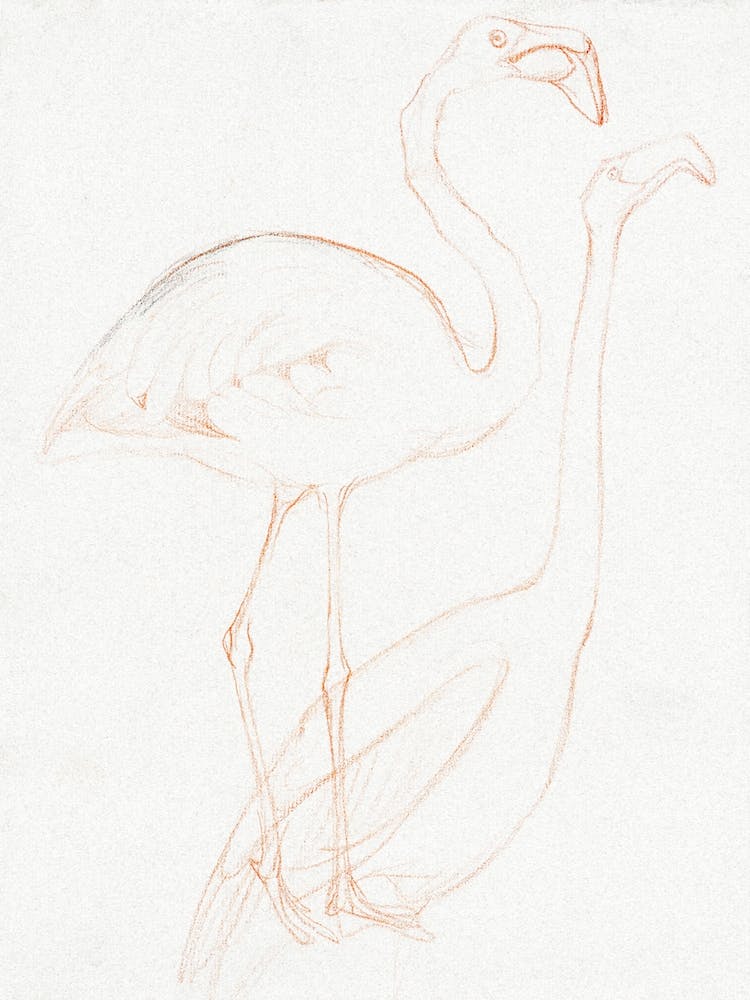 Two Studies Of A Flamingo (1873–1917), Theo Van Hoytema
