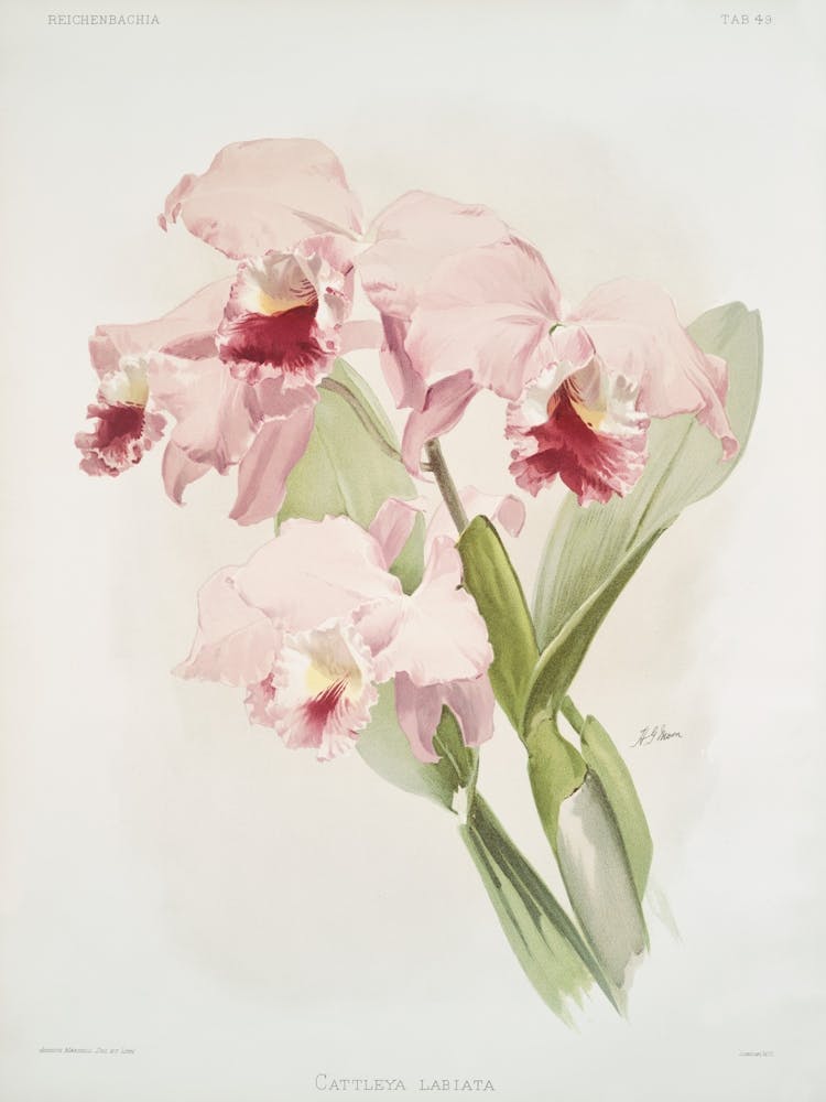 Pink Orchids