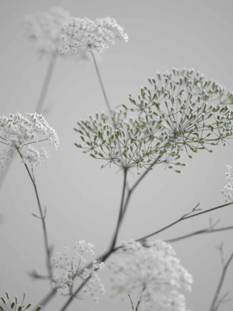 White Greige Flower Blossoms