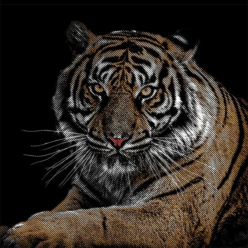 Tiger Close Up in Line Illustration