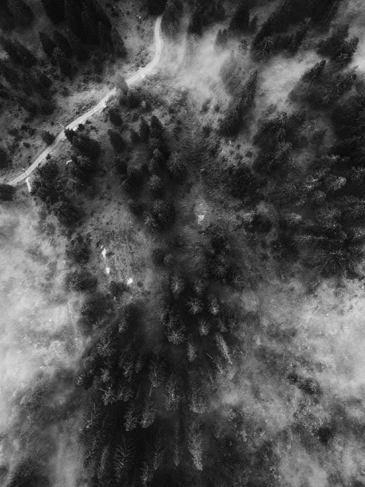 Tree Tops In The Clouds