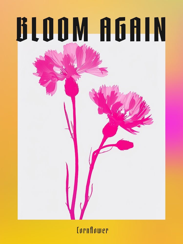 Hot Pink Cornflower Poster