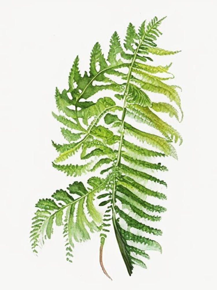 Lady Fern Wildflower Watercolour 1