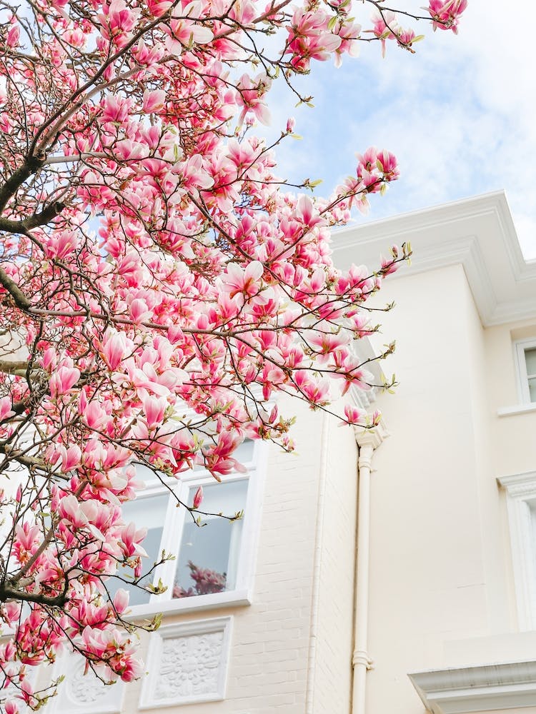 London Magnolia Bloom