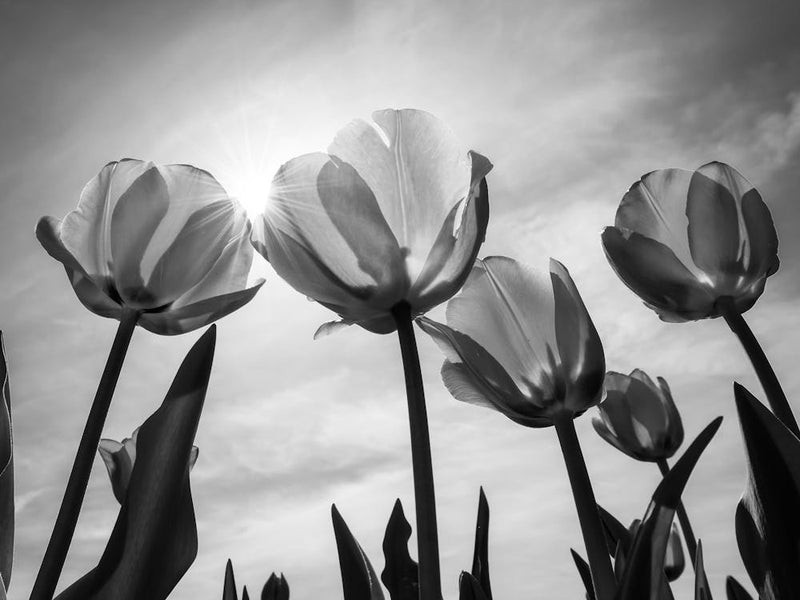 Black And White Tulips 1