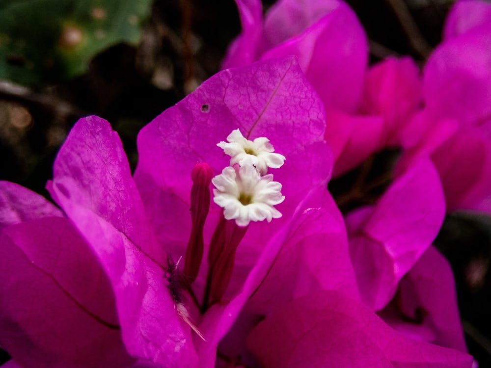 Bougainvillea