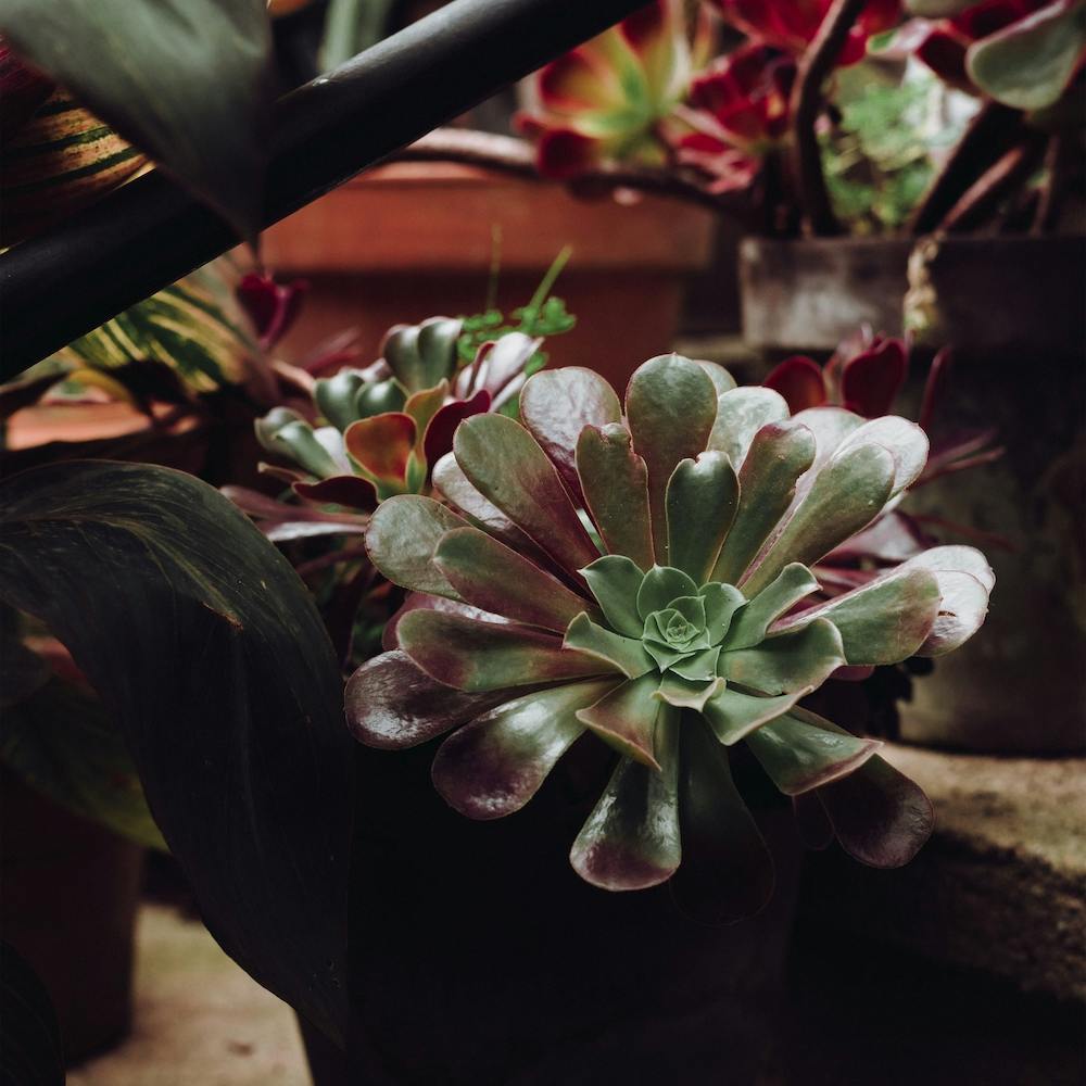 Moody Cactus On The Stairs St Sebastian, Spain Square