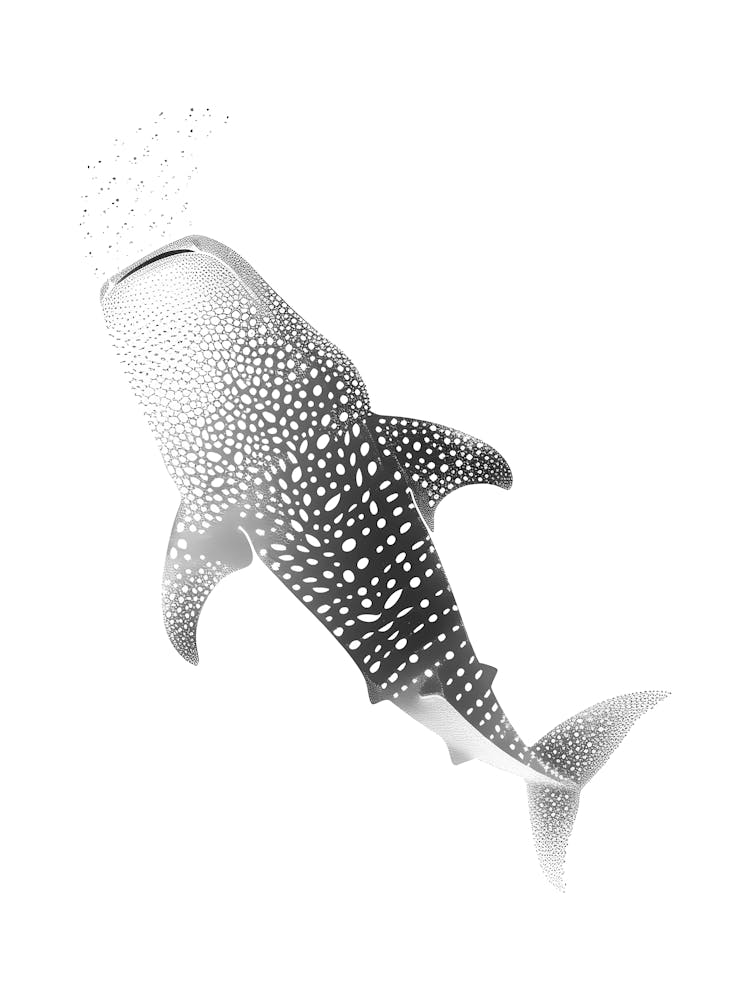 Whale Shark
