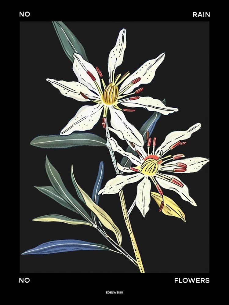 No Rain No Flowers Poster Edelweiss 4