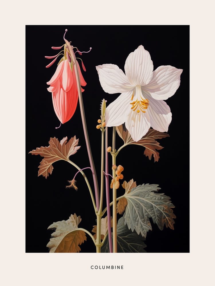 Flower Illustration Columbine 1 Poster