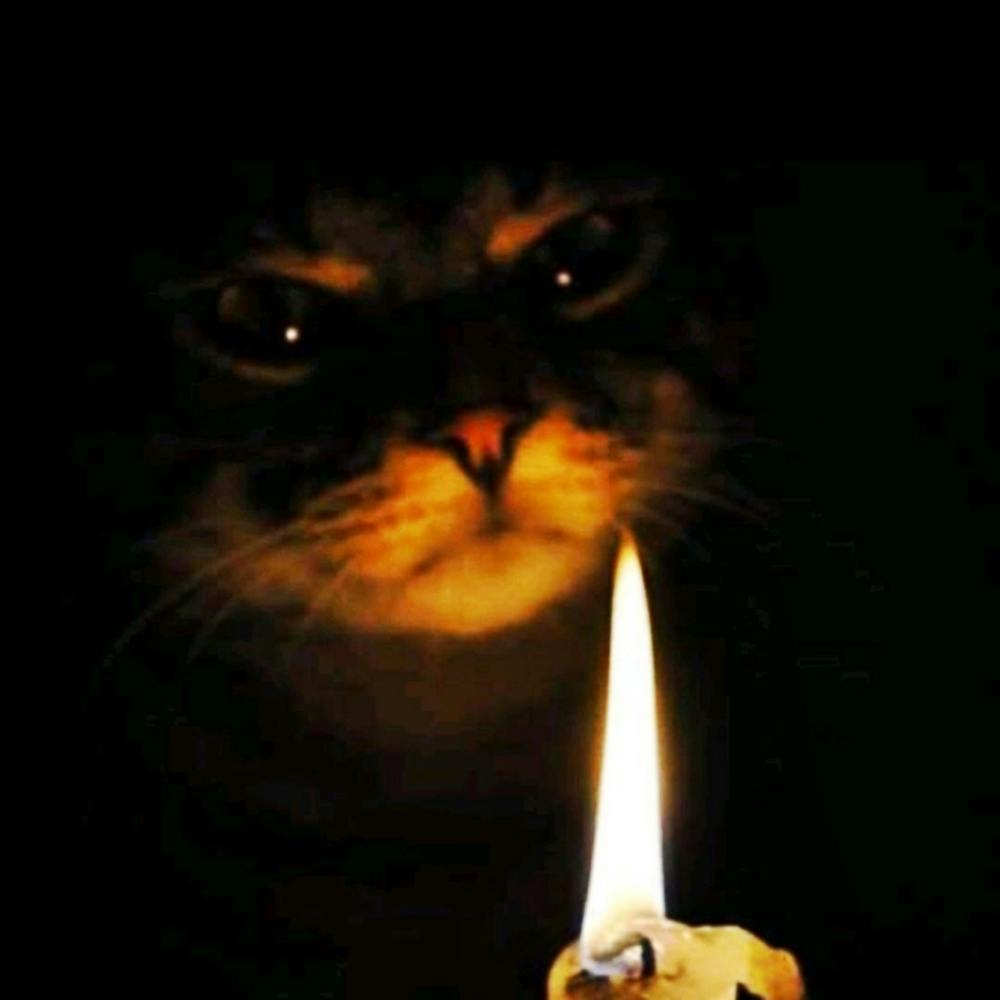 Cat....am I???