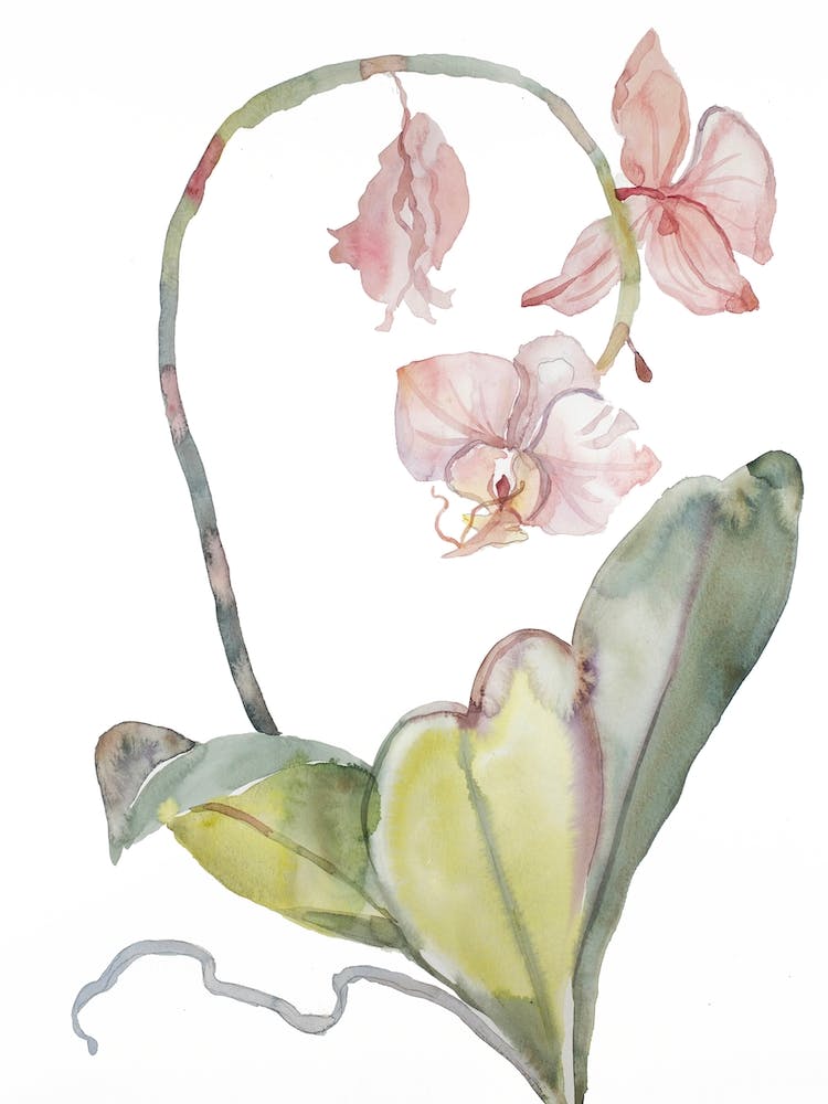 Orchid 8