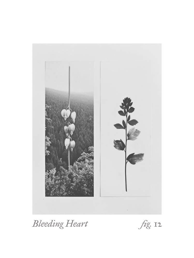 Bleeding Heart Botanical Collage 4