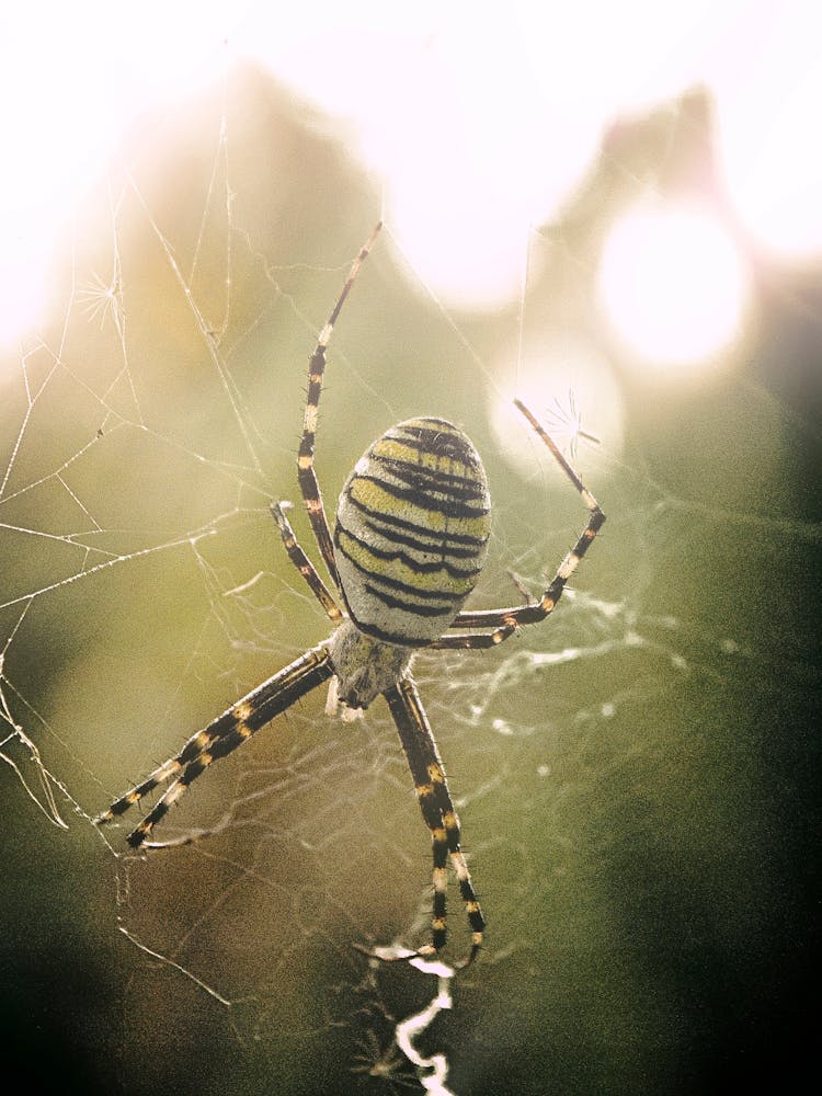 A Spider In Its Web